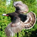Flying Turkey Flying Turkey